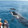 Half Day Whale Watching Samana in Catamaran-Morning - Image 12