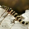 Birdwatching in Los Haitises National Park - Image 15