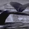 Excursion Whale Watching + Cayo Levantado from Punta Cana/Cap Cana (Private Tour ) - Image 2