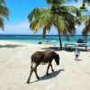 Saona Island Private Tour from Punta Cana Hotels- Punta Cana Lobby - Image 5