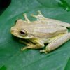 2 Hours Hiking Rain Forest Los Haitises - Image 10