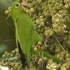 Birdwatching in Los Haitises National Park - Image 38