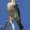 Birdwatching in Los Haitises National Park - Image 33