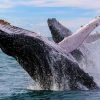 Samaná Whale Watching & Cayo Levantado (Bacardi Island) From Cap Cana - Image 6