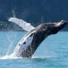Excursion Whale Watching Samana Bay + Cano Hondo + Los Haitises  from Samana port - Image 19