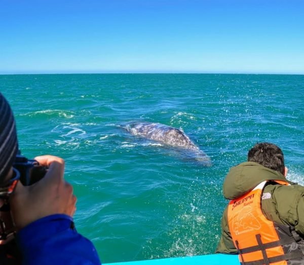 Private Tour Samana Whale Watching + Cayo Levantado (Bacardi Island) from Samaná Port