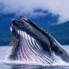 Excursion Whale Watching + Cayo Levantado from Punta Cana/Cap Cana (Private Tour ) - Image 14