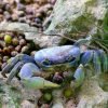 Birdwatching in Los Haitises National Park - Image 13