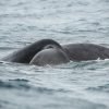 Excursion Whale Watching + Cayo Levantado from Punta Cana/Cap Cana (Private Tour ) - Image 3