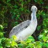 Birdwatching in Los Haitises National Park - Image 4