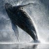 Samana Whale Watching From Las Terrenas Hotels. Half Day Trip For Whale watching. - Image 15