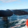 Samana Whale Watching From Las Terrenas Hotels. Half Day Trip For Whale watching. - Image 14