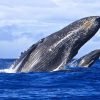 Half Day Whale Watching Samana in Catamaran-Morning - Image 7