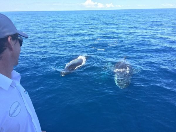 Excursion Whale Watching Samana Bay + Cano Hondo + Los Haitises  from Samana port