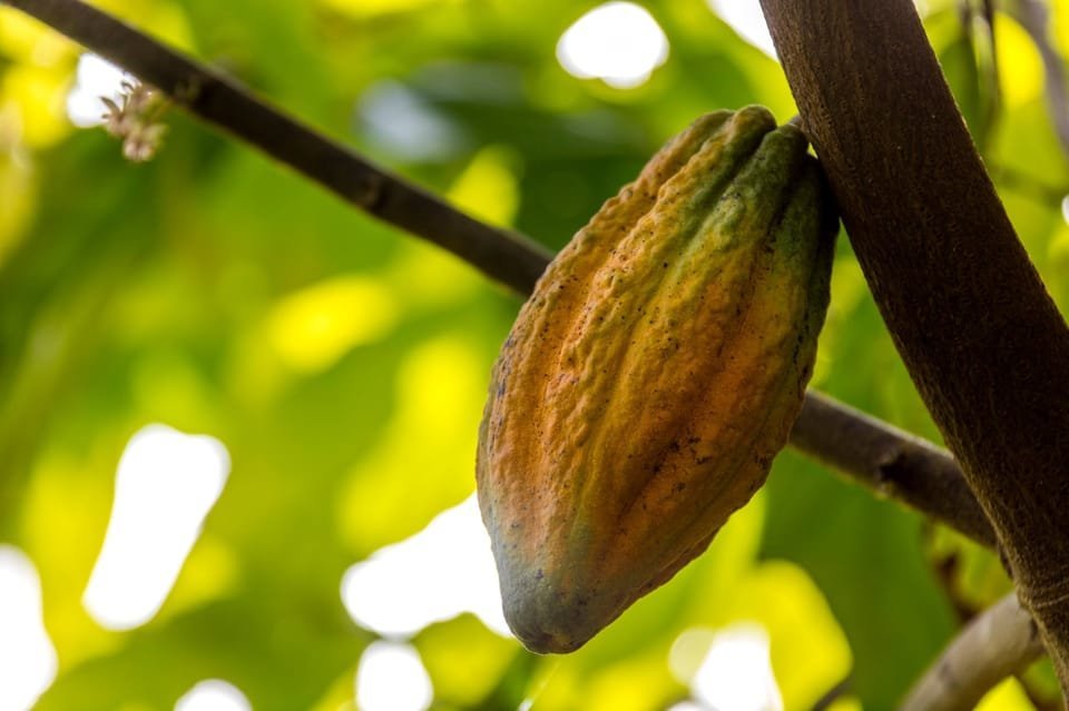 From Punta Cana: Full-Day Island Tour with Lunch - Image 3