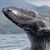 Samana: Whale Watching and Cayo Levantado Full Day Tour - Image 4