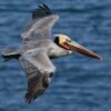 birding dominican republic