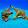 Experience Saona Island from Punta Cana - Image 5