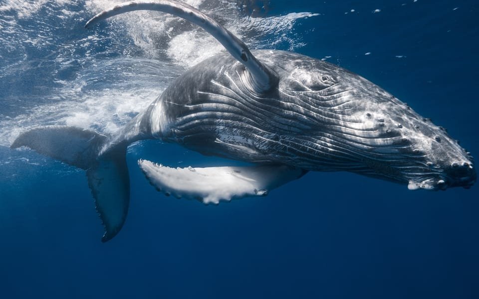 From Punta Canta: Whale Watching Cruise with Cayo Levantado - Image 9