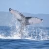 From Punta Cana: Whale Watching and Montana Redonda Tour - Image 7