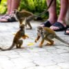⁦Punta Cana: Monkey Land Half-Day Safari and Plantation⁩ - الصورة ⁦7⁩