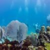 Catalina Island Scuba Diving Tour from Punta Cana - Image 8