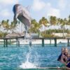 Dolphin Swim in Punta Cana – Best 60-min Dolphin Discovery - Image 8