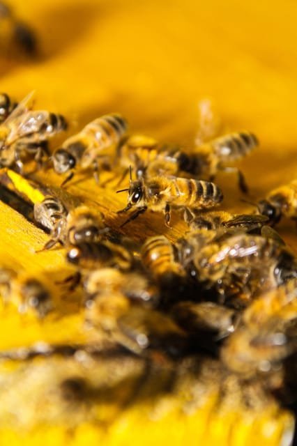 Swim in the Cenotes Ojos Indígenas – תמונה 8