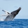 From Punta Cana: Whale Watching and Montana Redonda Tour - Image 11