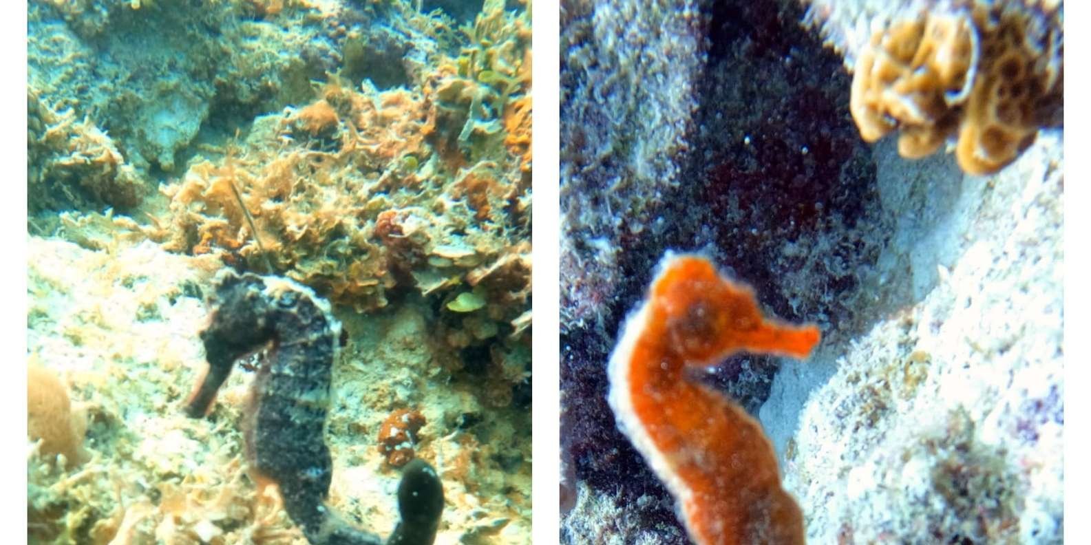 Bayahibe: Scuba Diving Initiation - Godive Bayahibe - Image 2