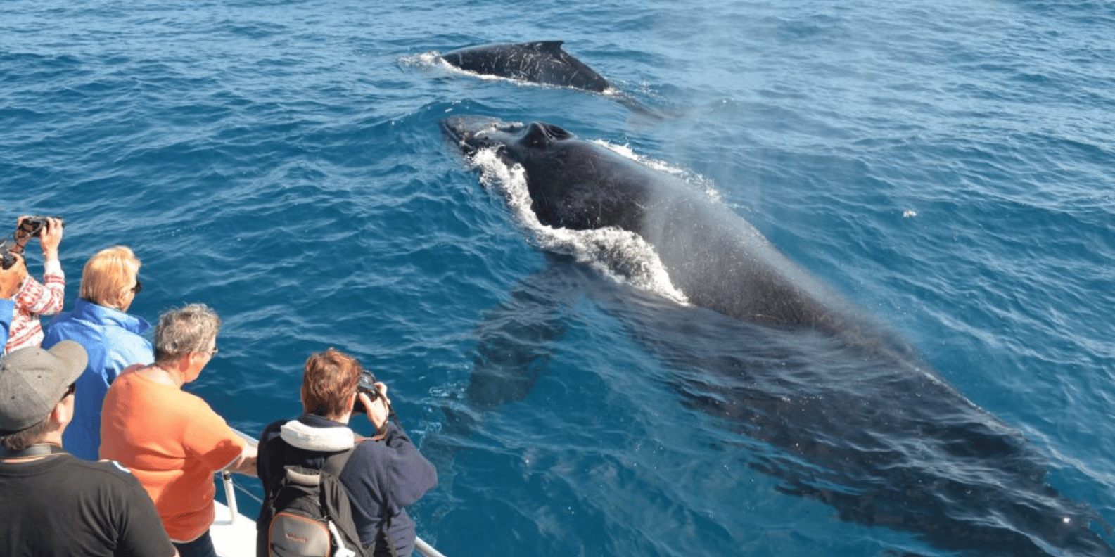 Las Terrenas: Private Whale Watching Half day - Image 2