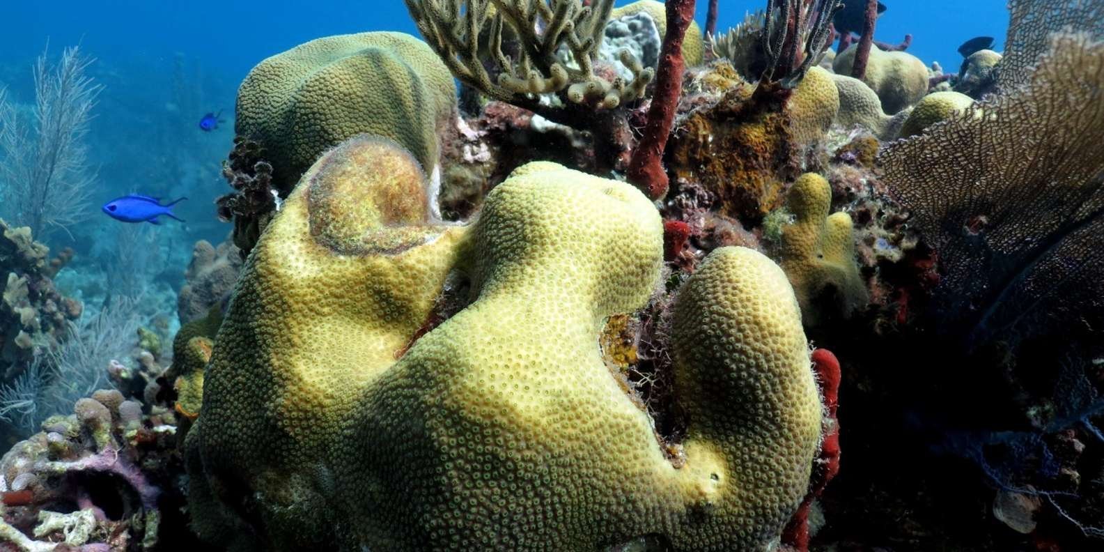 From Punta Cana: Small Group Catalina Island Snorkeling Tour - Image 11