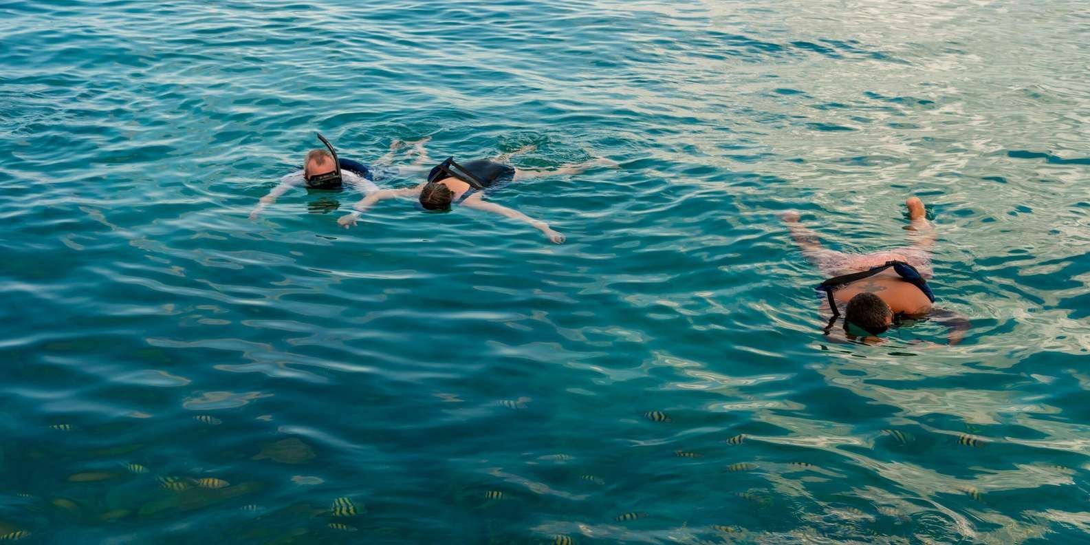 Catalina island snorkel with Food and drinks (Full Day) - Image 4