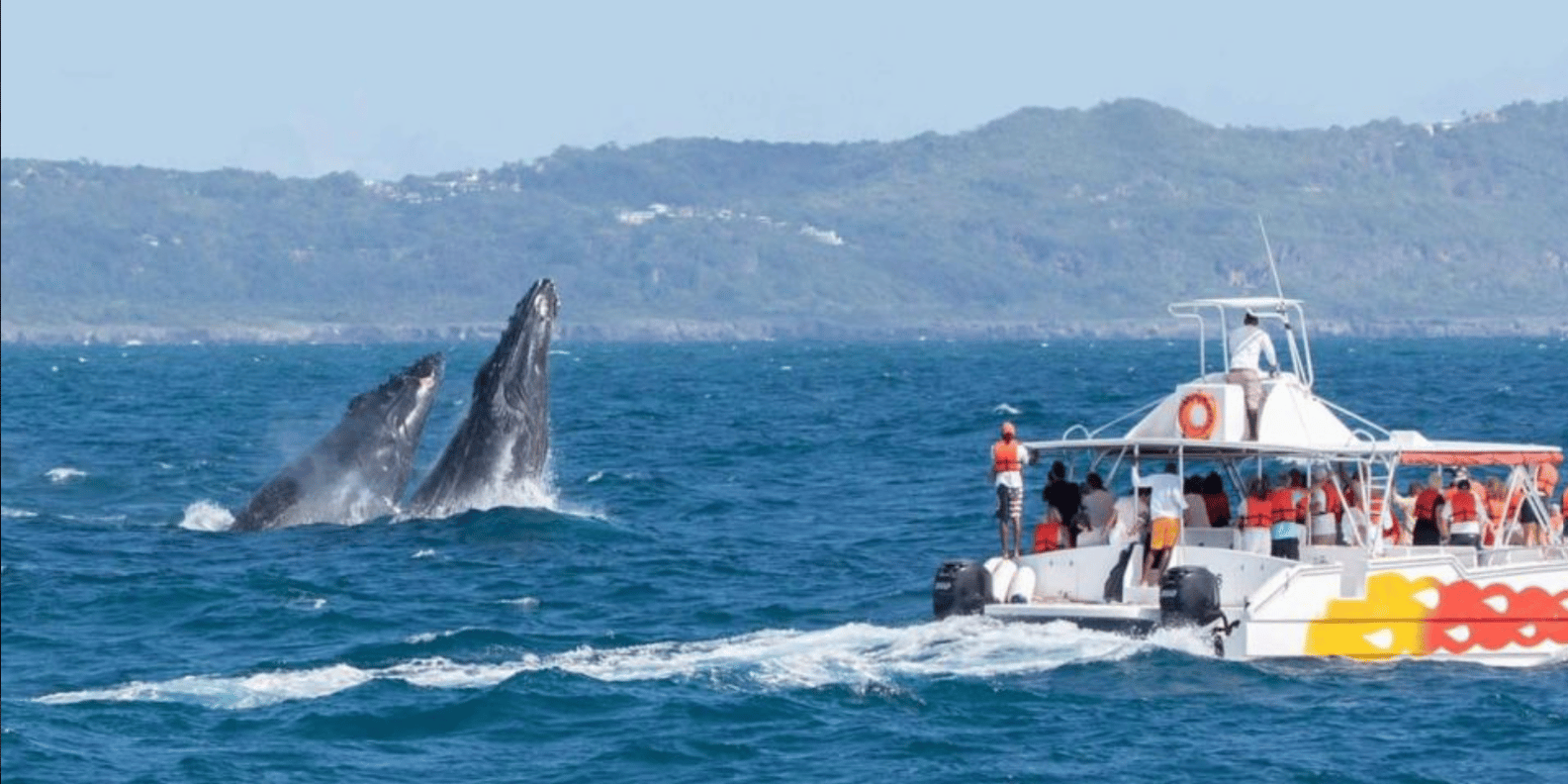 Las Terrenas: Private Whale Watching Half day - Image 5