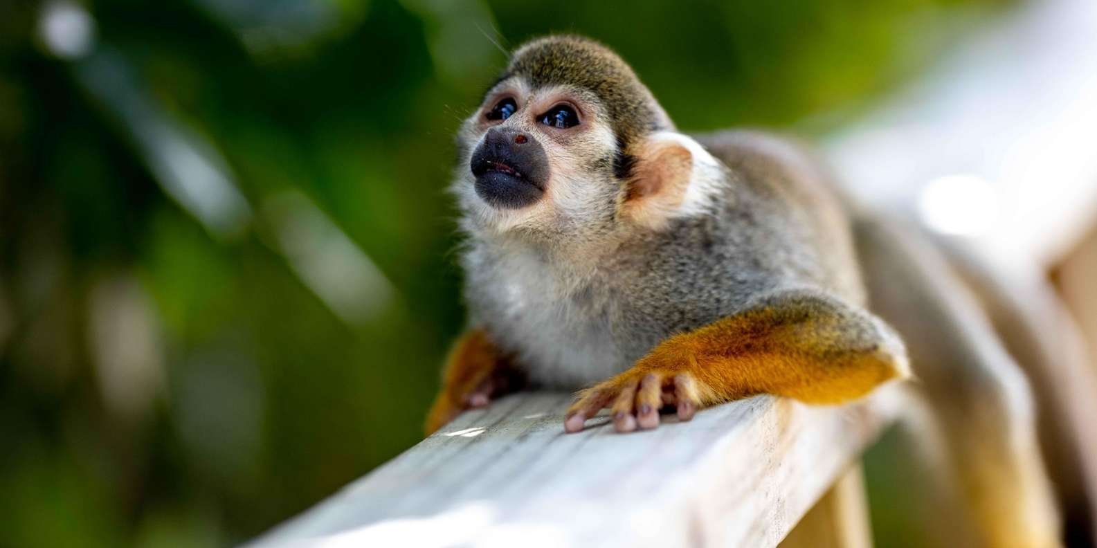 Samaná: Monkeyland and Open-Air Safari Truck Tour - Image 6