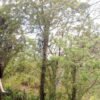 VIP DayPass | ATV's, Zip Lines, Horse Riding| Hotel & Cruise - Image 8