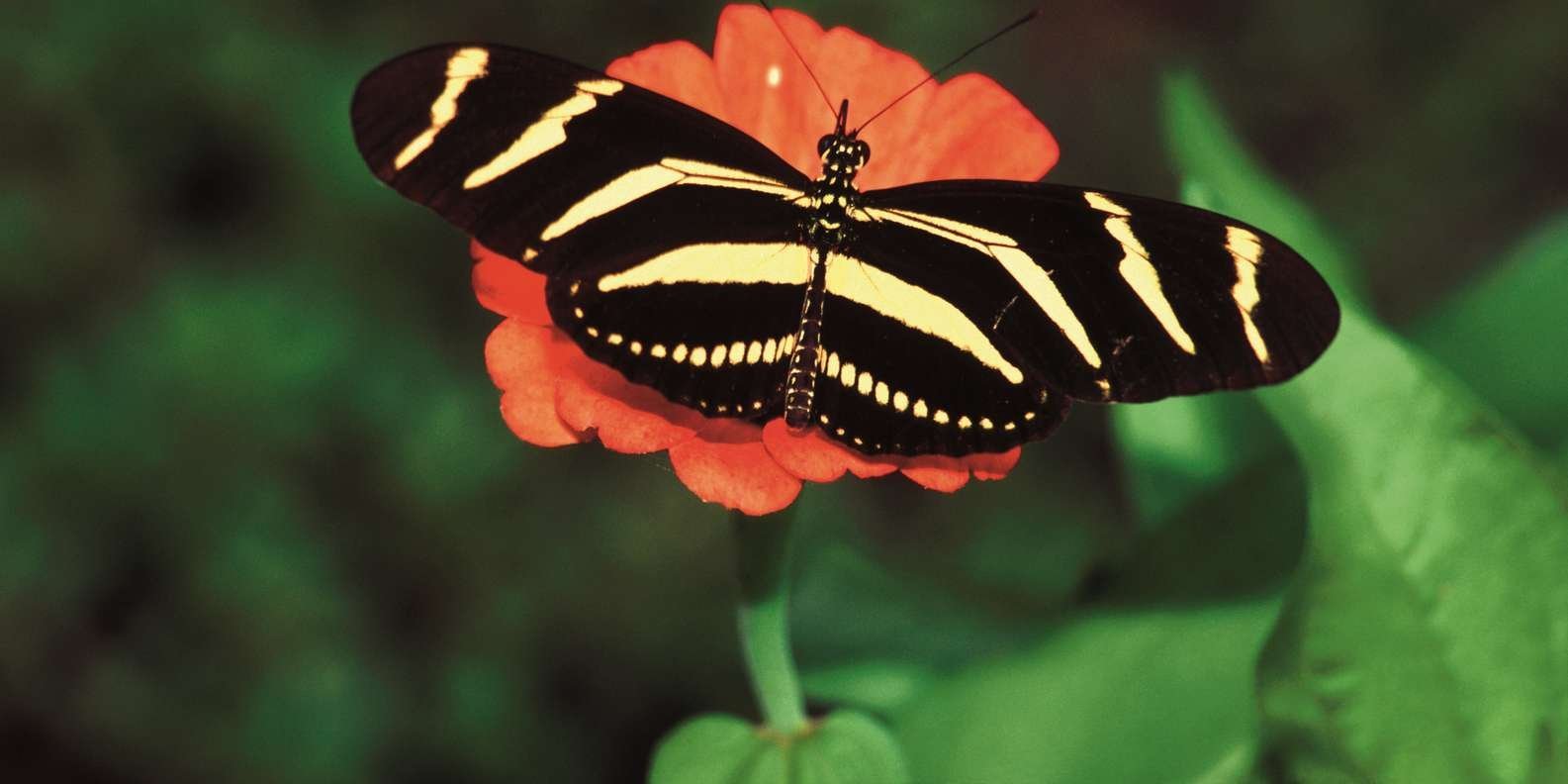 Santo Domingo: Natural Treasures of the City - Image 8