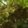 Horseback Riding Adventure to Salto Jimenoa  Jarabacoa - Image 7
