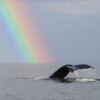 Affordable Whale Watching in Samaná - Only $39 | Dominican Republic Tours - Image 23